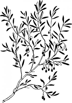 Olive Branch clip art Free vector in Open office drawing svg 