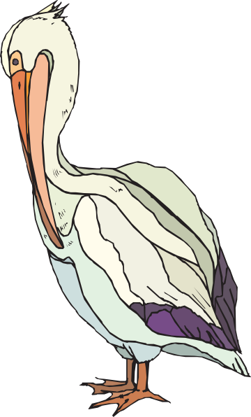 Free Pelican Cliparts, Download Free Pelican Cliparts png images, Free ...