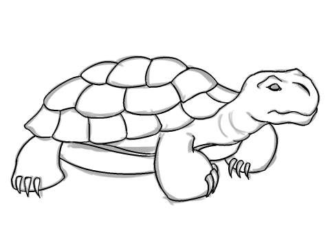 pencil sketch of tortoise - Clip Art Library