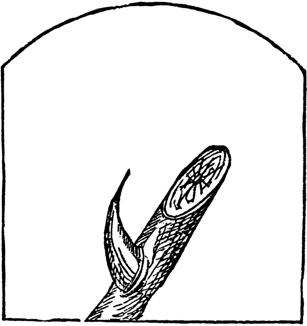 Thorn 20clipart 