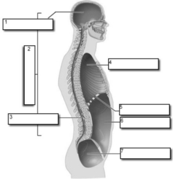 Labeled sagittal view of human anatomy showing brain, spinal cord, lungs, heart, liver, stomach, and intestines.