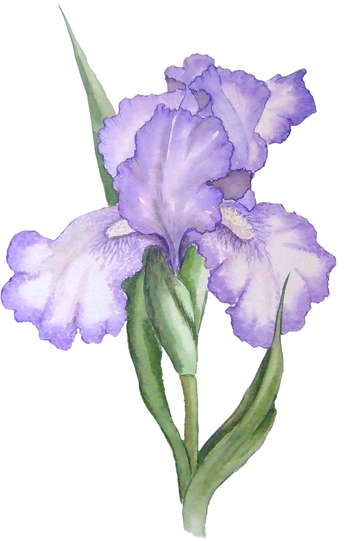 Iris cliparts 