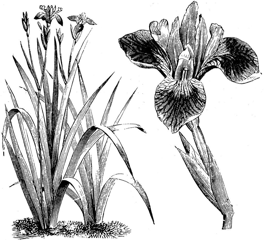 Habit and Detached Portion of Inflorescence of Iris Versicolor 
