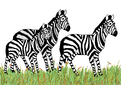 cintezoiul zebra clipart