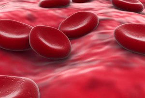 Red Blood Cells Under Microscope - Structure, Function & Medical Significance