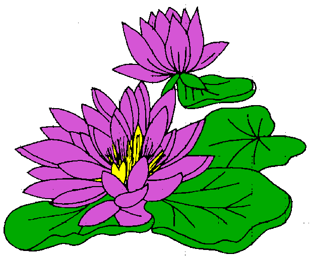 Water Lily Clipart 
