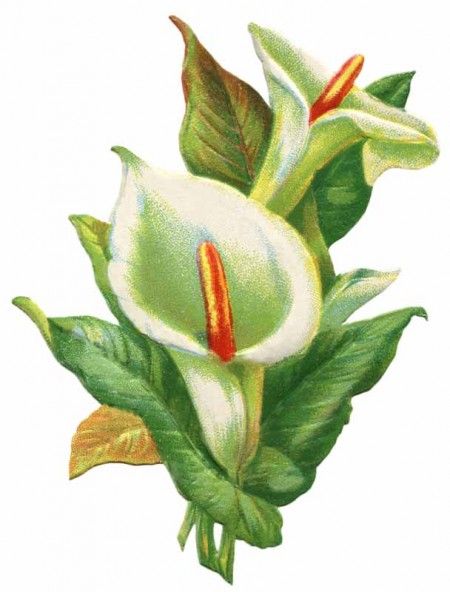 Vintage Easter Lily Clip Art 