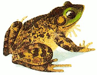 Free bullfrog Clipart