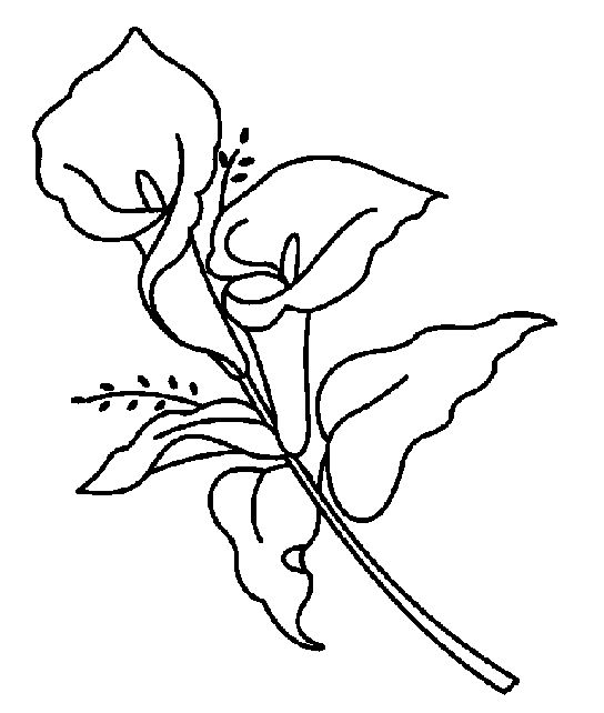 Calla Lily Line Art Illustration - Free Download & Usage
