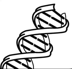 Simple Dna Clipart 