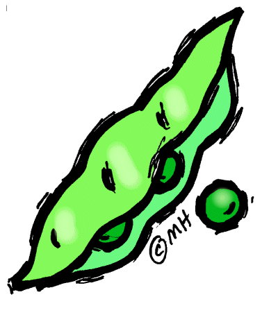 Hand-drawn illustration of a green soybean pod with three visible beans inside and one loose bean beside it.