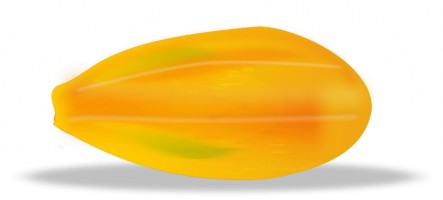 Clip art papaya Free vector for free download about 
