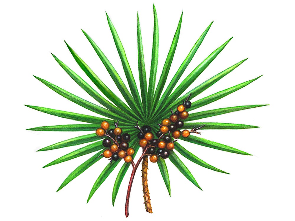 saw-palmetto-herb-png-clip-art-library