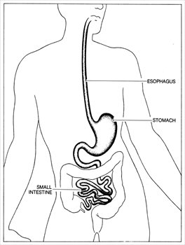Human Digestive System Diagram: Esophagus, Stomach & Small Intestine Anatomy