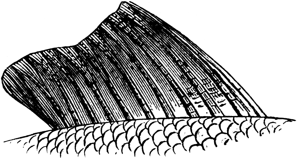 fins of fish black and white - Clip Art Library