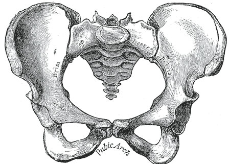 Free Pelvis Cliparts, Download Free Pelvis Cliparts Png Images, Free ...