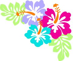 Vibrant tropical hibiscus flowers in pink, purple, and teal with green leaves on white background.