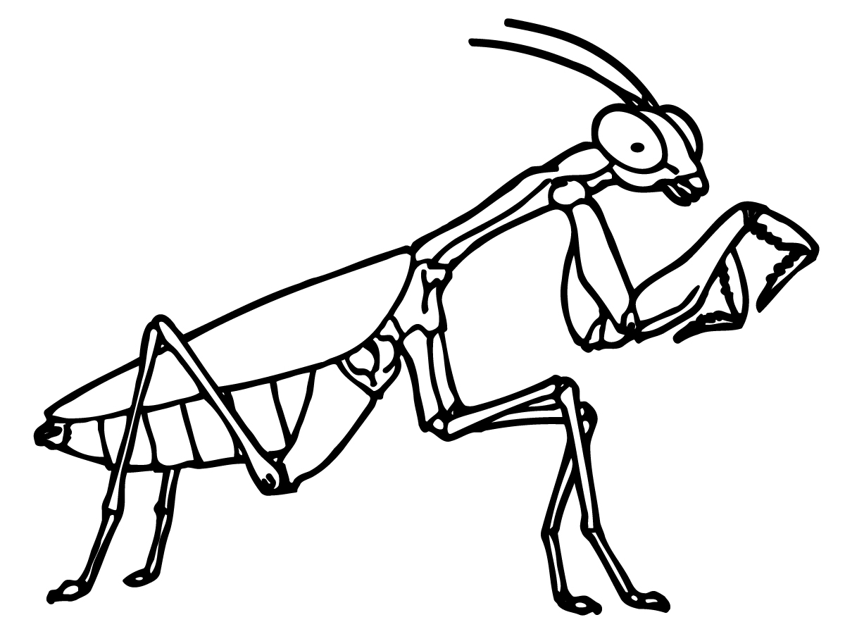 Black-and-white line drawing of a praying mantis in alert stance with raised forelegs.