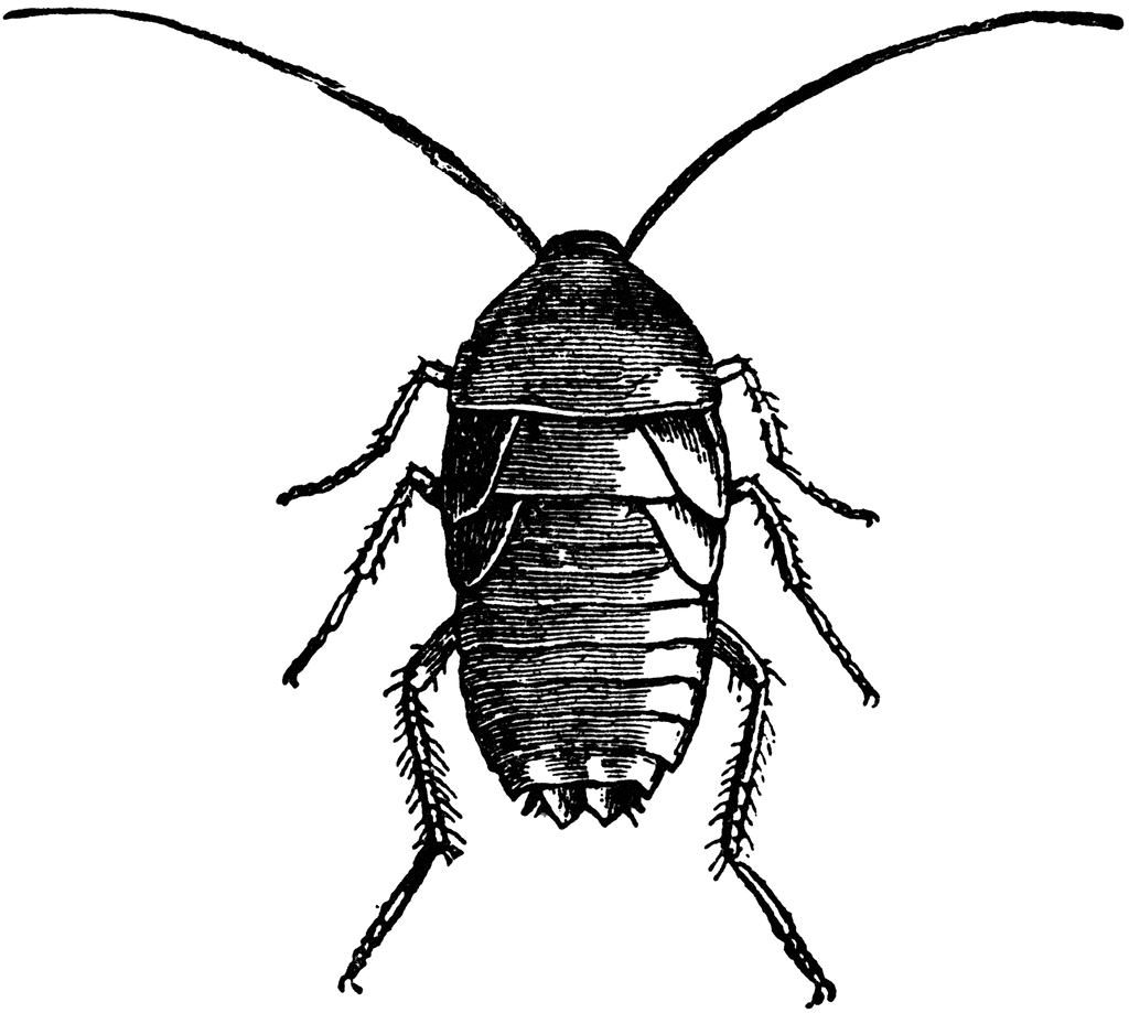 Roach Clip Art 