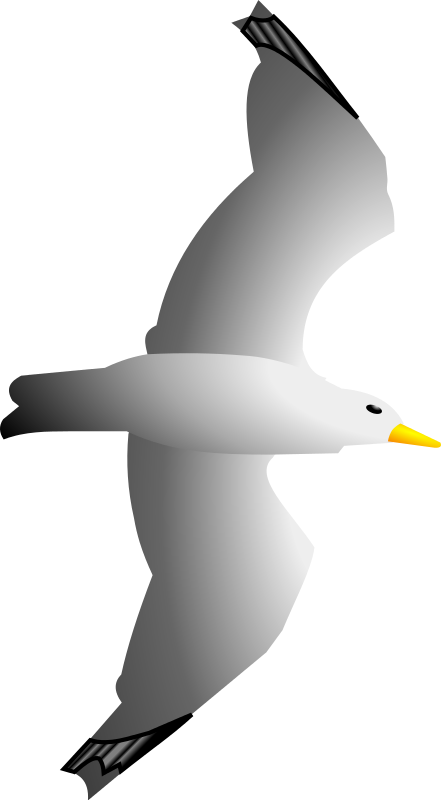 A white seagull with yellow beak in mid-flight, wings spread wide against a black background.