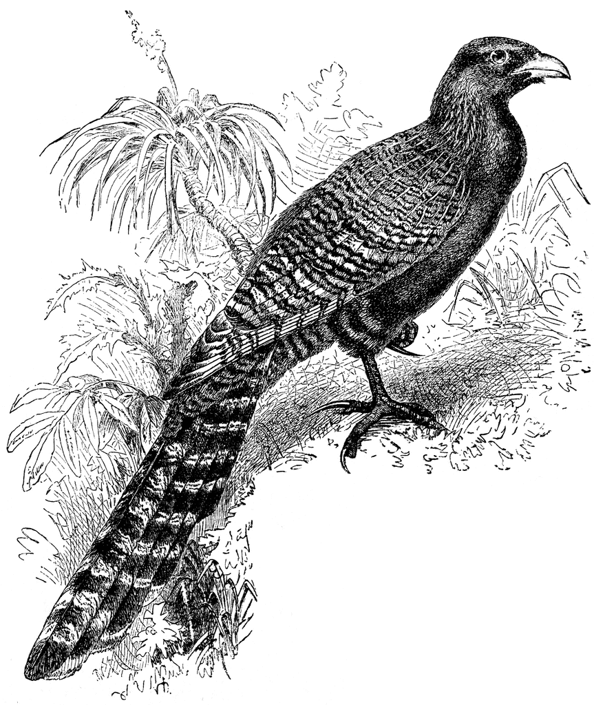 Pheasant Cuckoo 