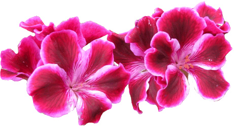 Pelargonium clipart, lge 13 cm wide 