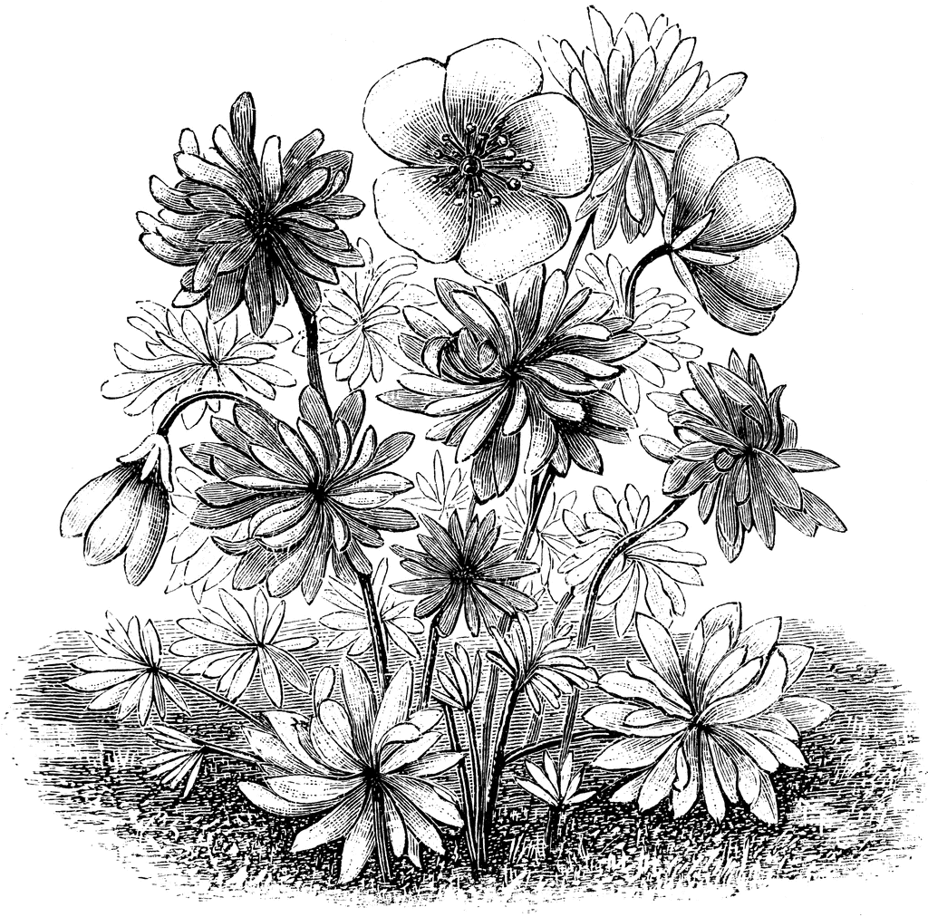Geranium argenteum