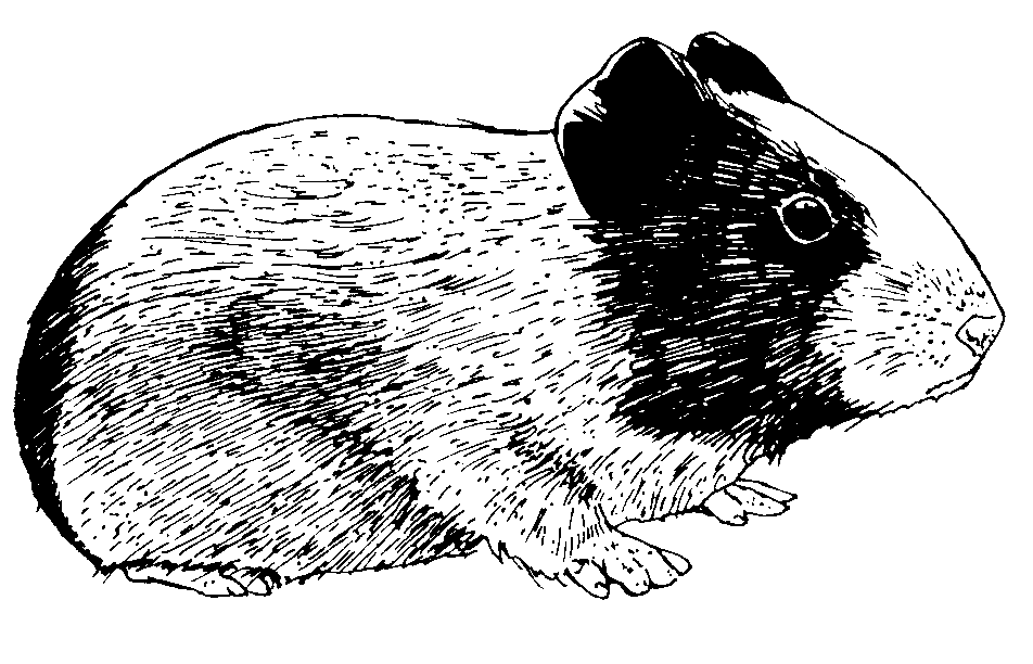 furreal guinea pig black and white clipart
