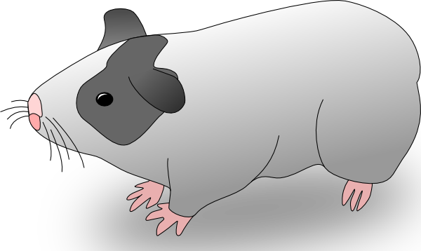 Guinea Pig Clip Art 
