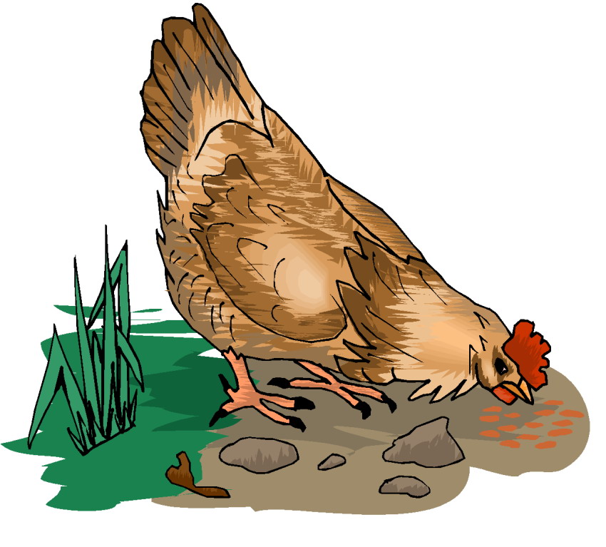 Guinea pig Clip Art