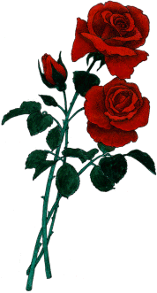 A vibrant bouquet of three red roses with green stems and leaves, two in full bloom and one as a bud, isolated on white background.