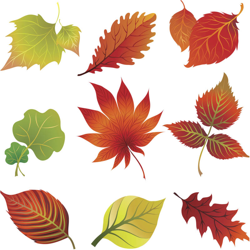 Collection of colorful autumn leaves in green, yellow, orange, and red hues on white background