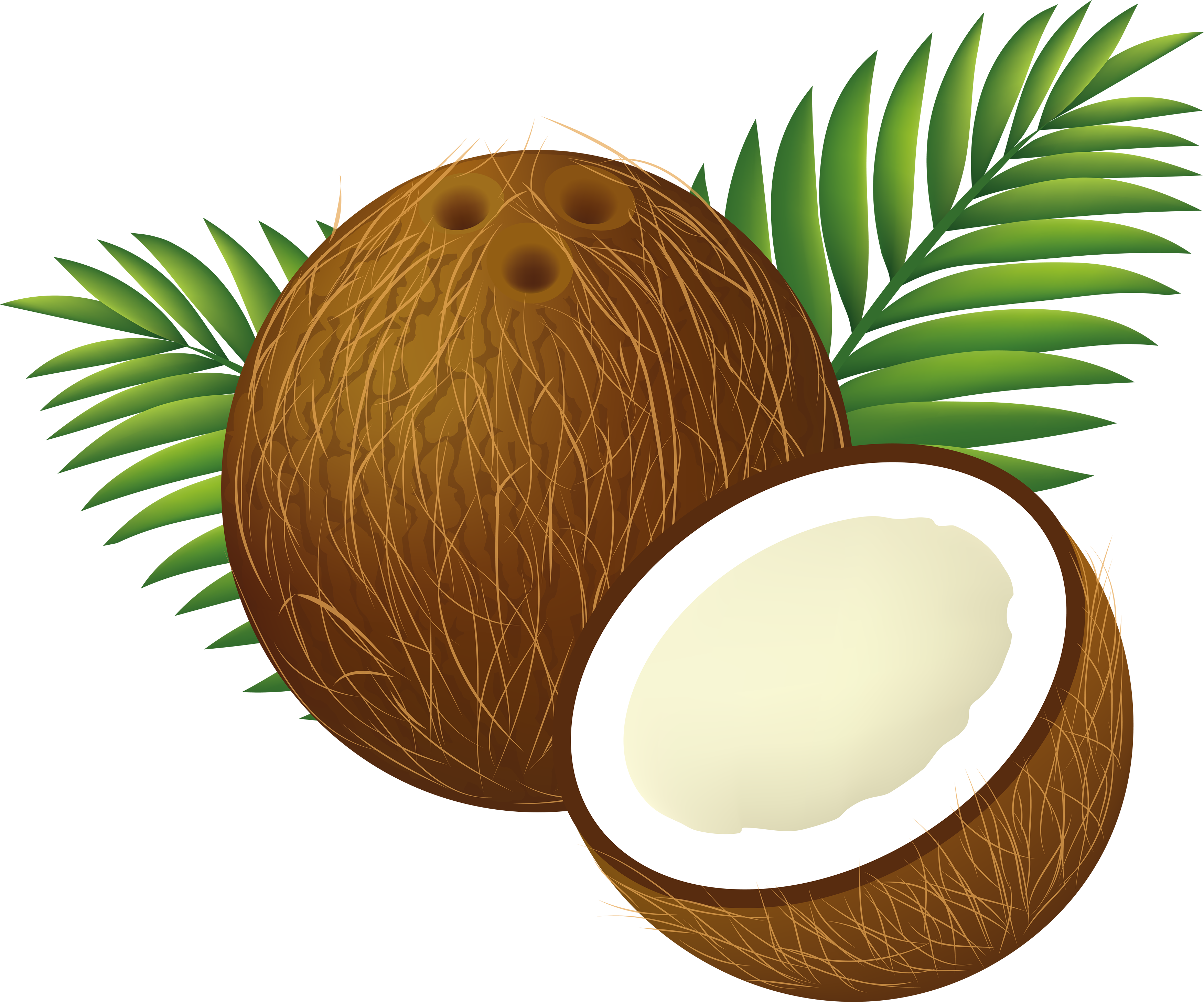 Coconut Seed Clip Art