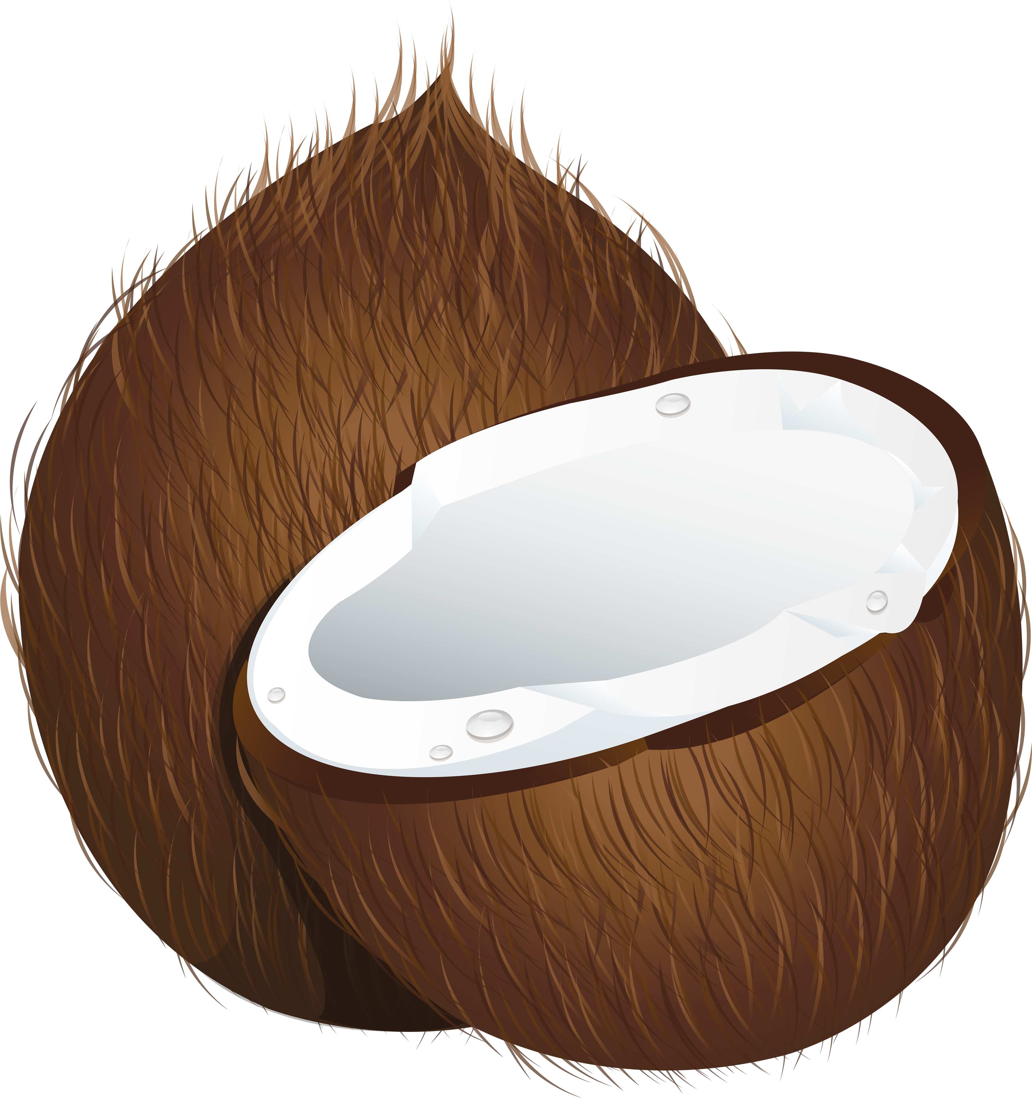 Coconut PNG image free download 