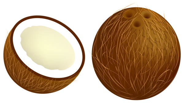 Coconut Clipart 