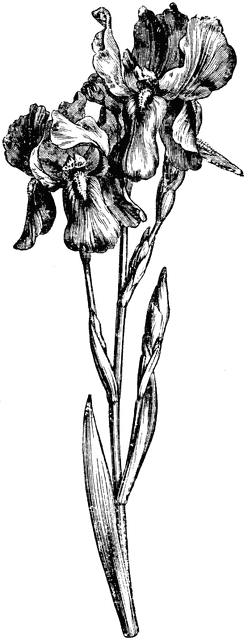 Black-and-white botanical illustration of a blooming iris with detailed petals, stem, and leaves.