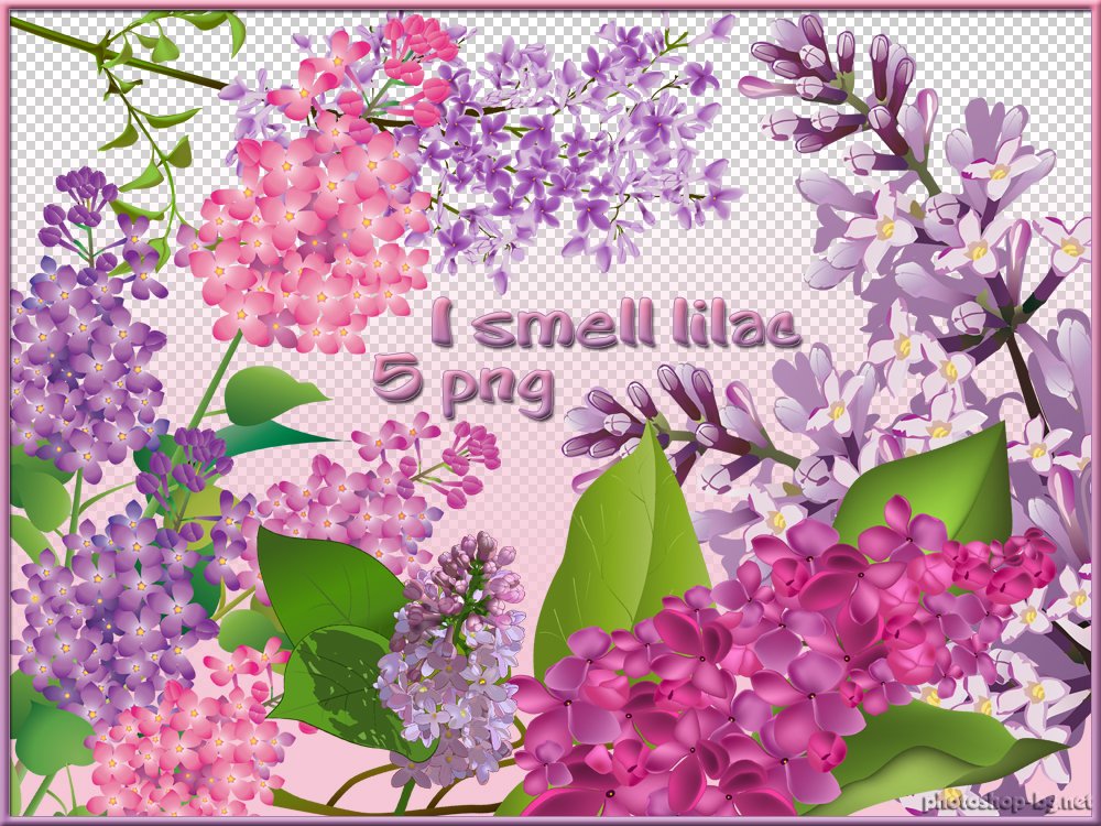 Free Lilac Flower PNG Images - High-Quality Transparent Graphics