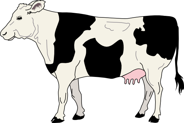 Holstein Dairy Cow Illustration | Farm Animal Education & Resources