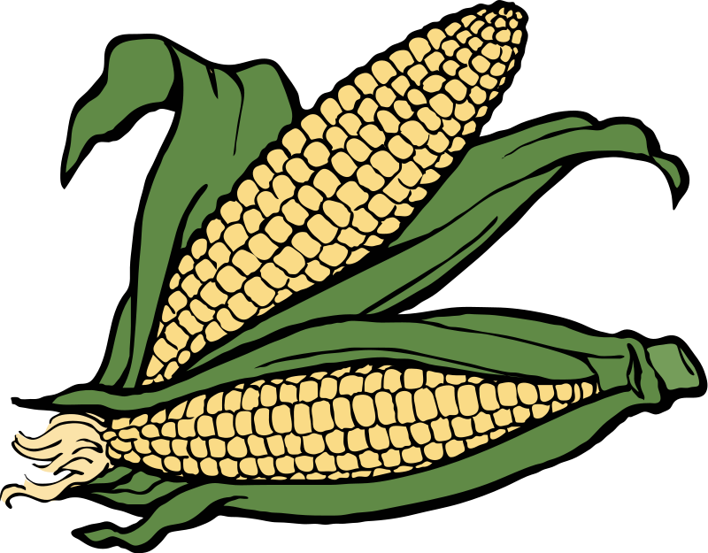 Fresh Corn on the Cob - Illustration & Culinary Inspiration