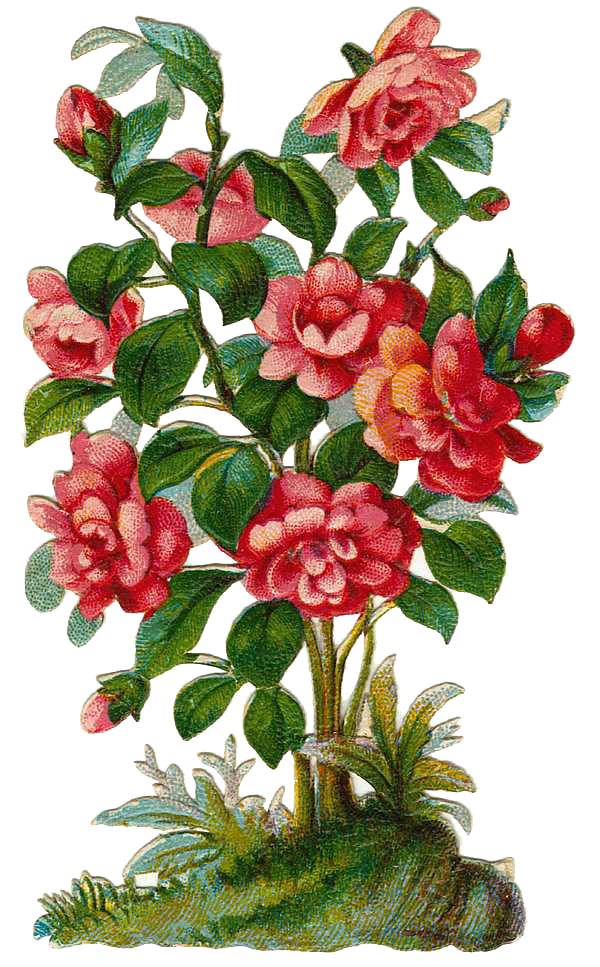 Vintage botanical illustration of vibrant red and pink camellia flowers with lush green leaves on a blue background.