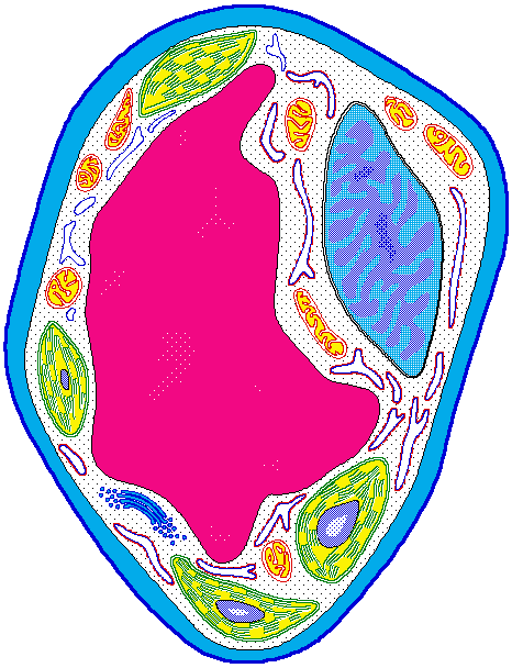 Colorful labeled diagram of a plant cell showing nucleus, chloroplasts, mitochondria, vacuole, and cell wall.