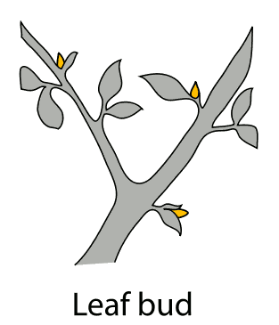 Simple illustration of a plant branch with gray leaves and three yellow leaf buds emerging.
