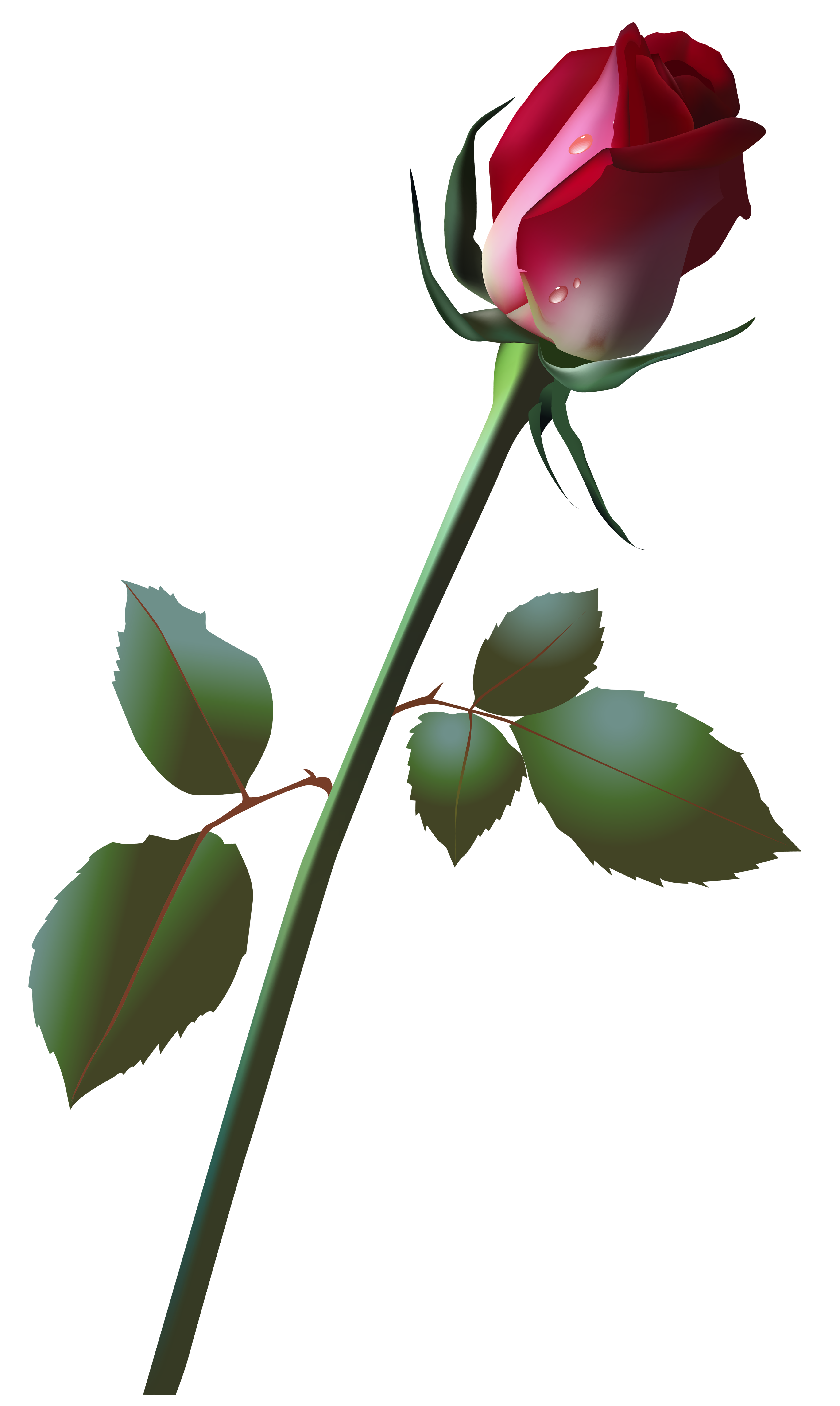 Beautiful Rose Bud PNG Clip Art Image 