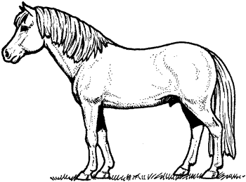 ponies black and white - Clip Art Library