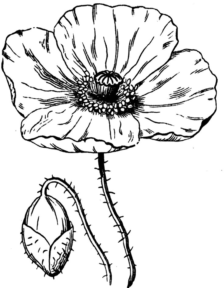 Free Poppy Clipart Black And White, Download Free Poppy Clipart Black ...