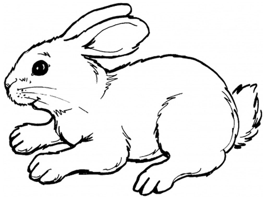 Printable Rabbit Coloring Page for Kids - Free Download