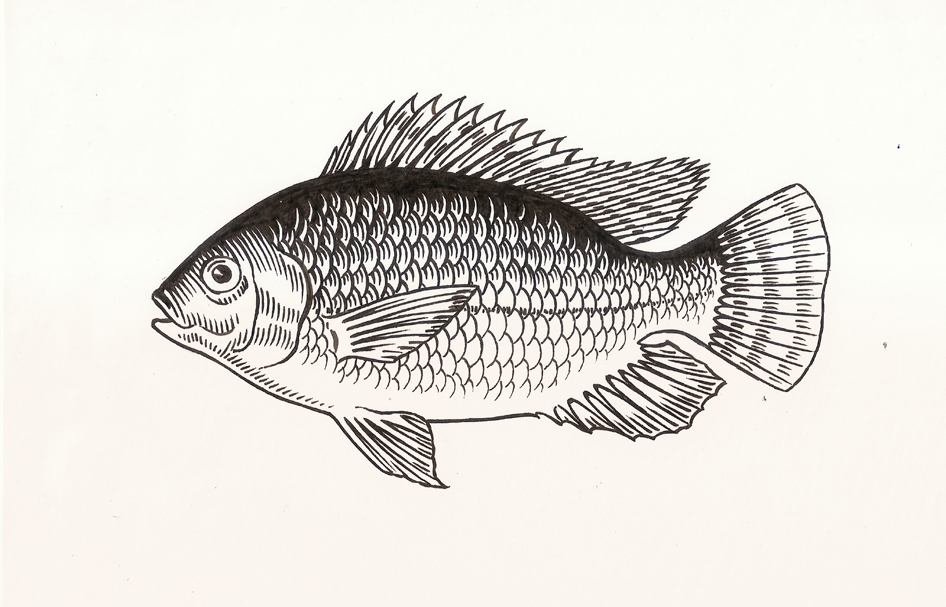 Free Tilapia Cliparts, Download Free Tilapia Cliparts png images, Free ...