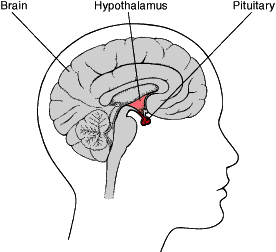 Hypothalamus and Pituitary Gland Anatomy Diagram | Endocrine System Overview