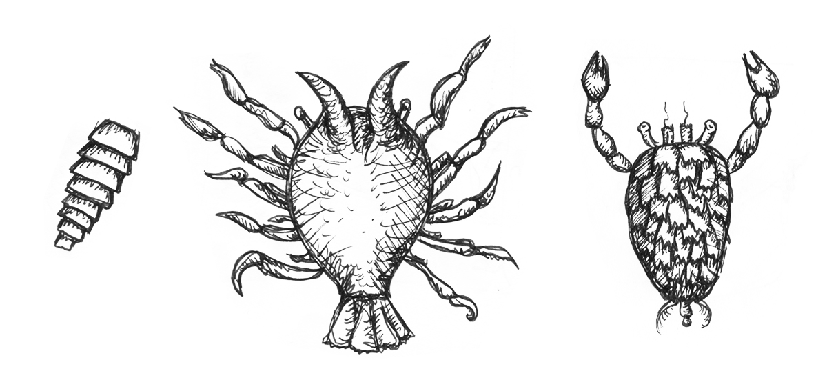 crustaceans drawing