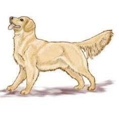 Golden Retriever in profile, standing alert with tail raised and mouth open, illustrated in warm tones.